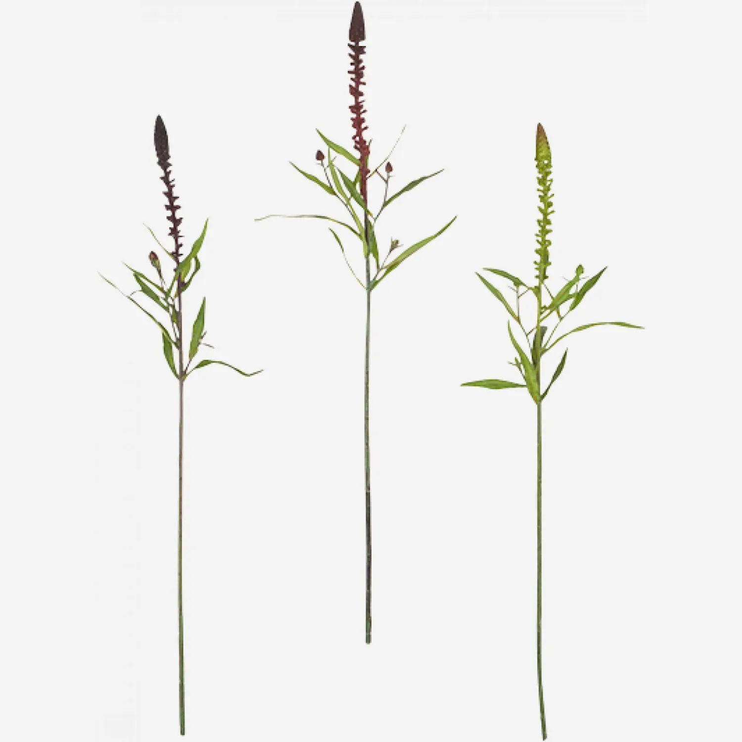 Lysimachia (surtido 3 colores)