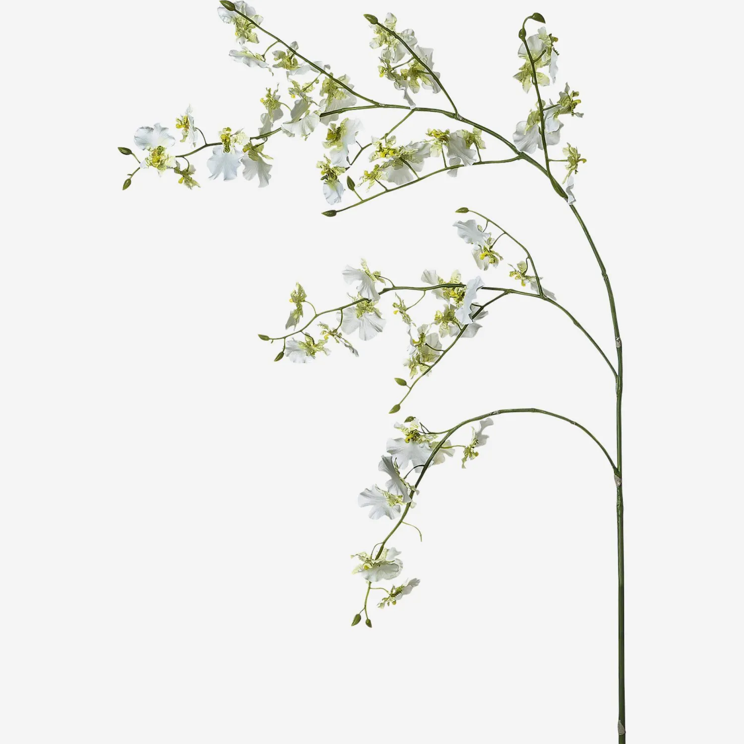 Oncidium-Orchideen-Zweig