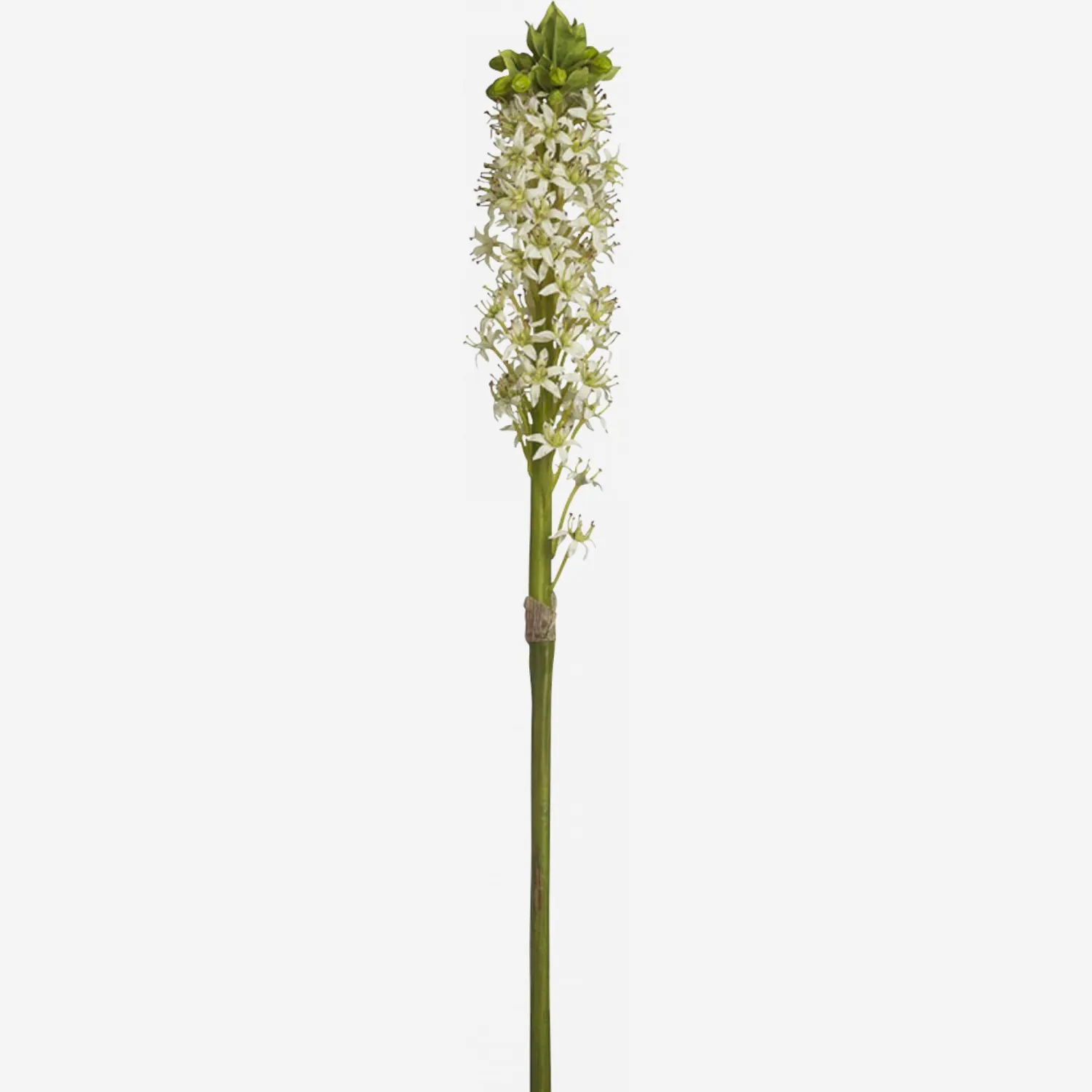 Tallo flor de la piña