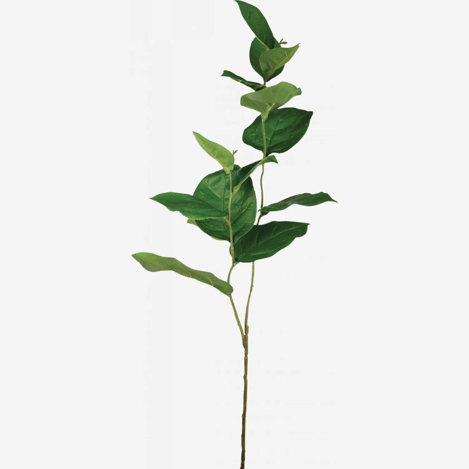 Tallo de vegetación