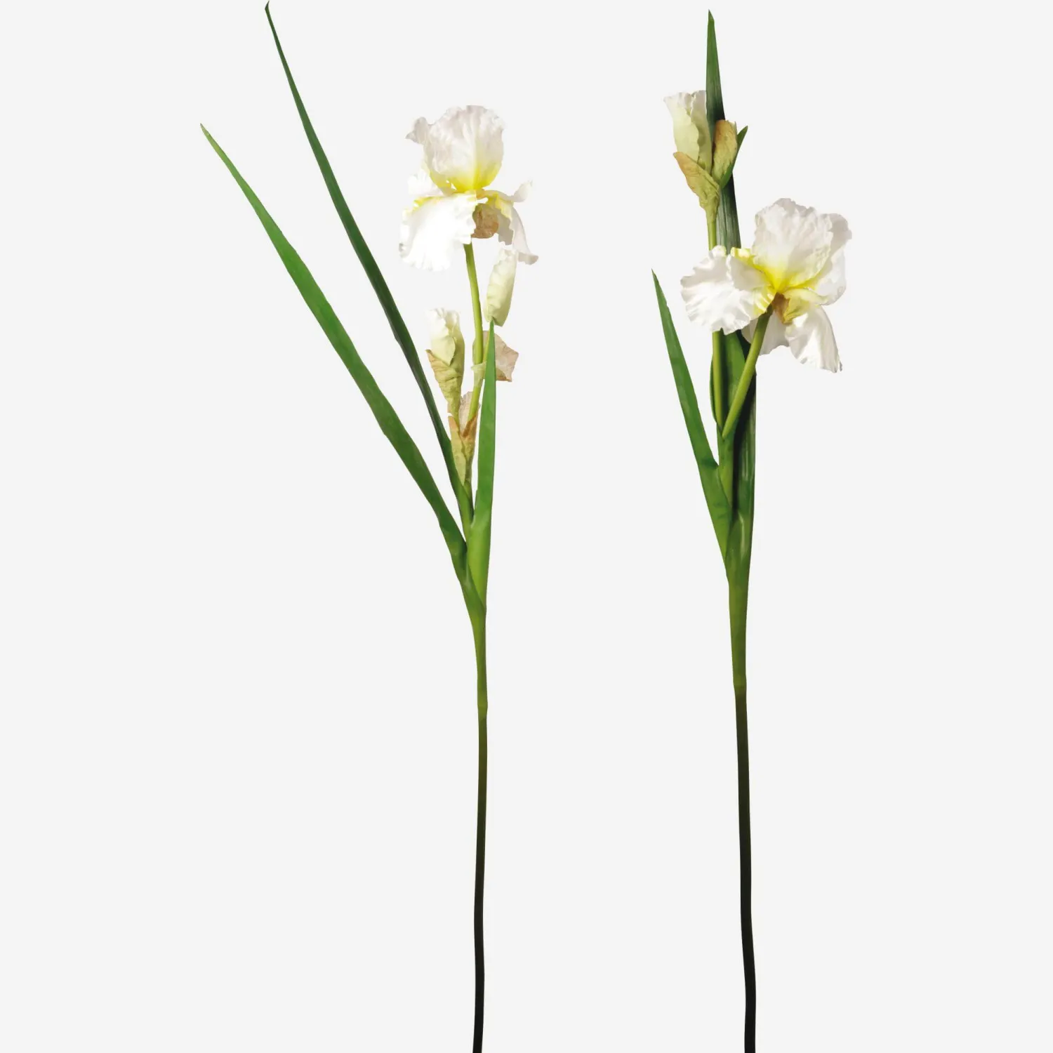 Irisstengel