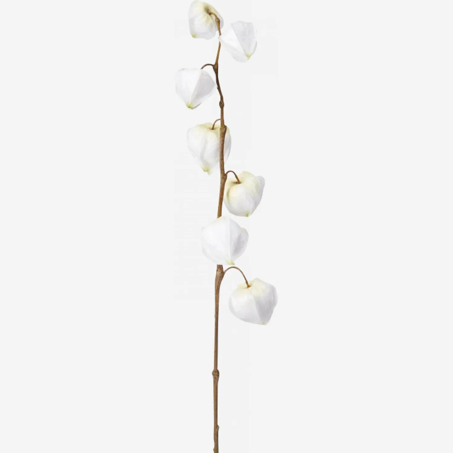 Tige de physalis (petit modèle)