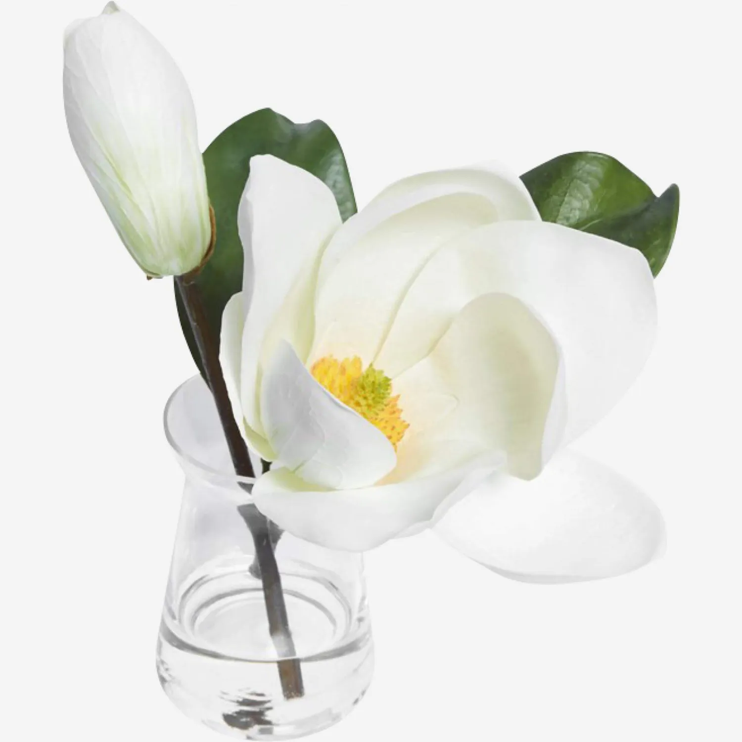 Magnoliabloem in pot