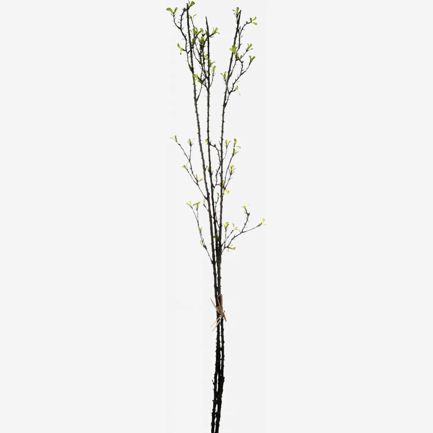 Bouquet de espinas