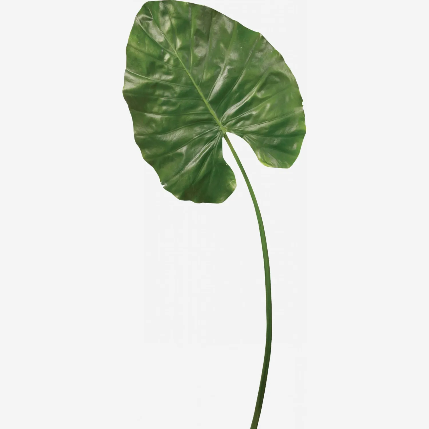 Feuille d'alocasia (grand modèle)