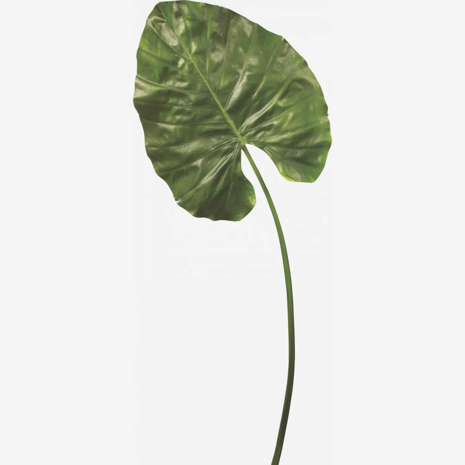 Hoja de alocasia (modelo pequeño)