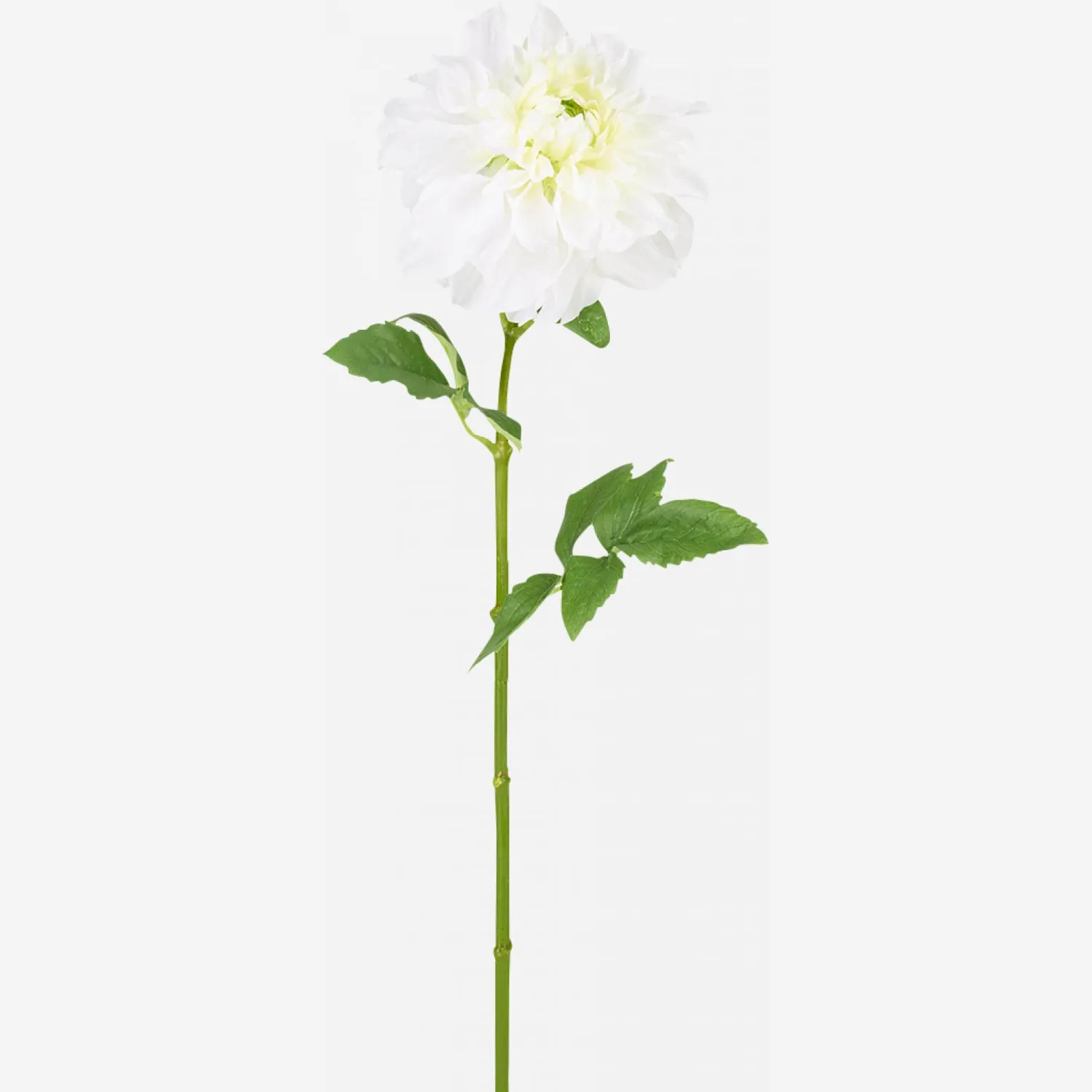 Tige de dahlia - Blanc