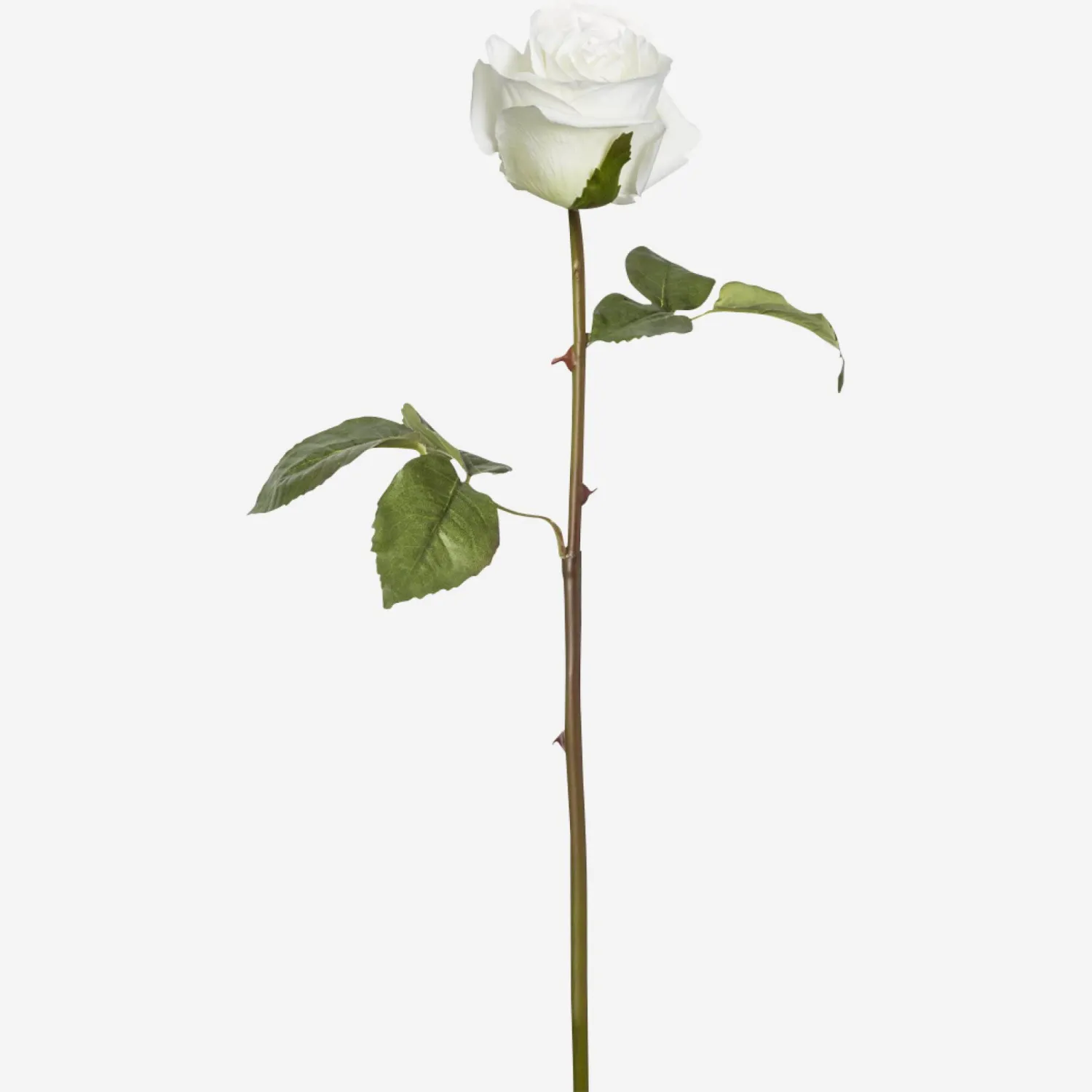 Rosa diana - Blanco