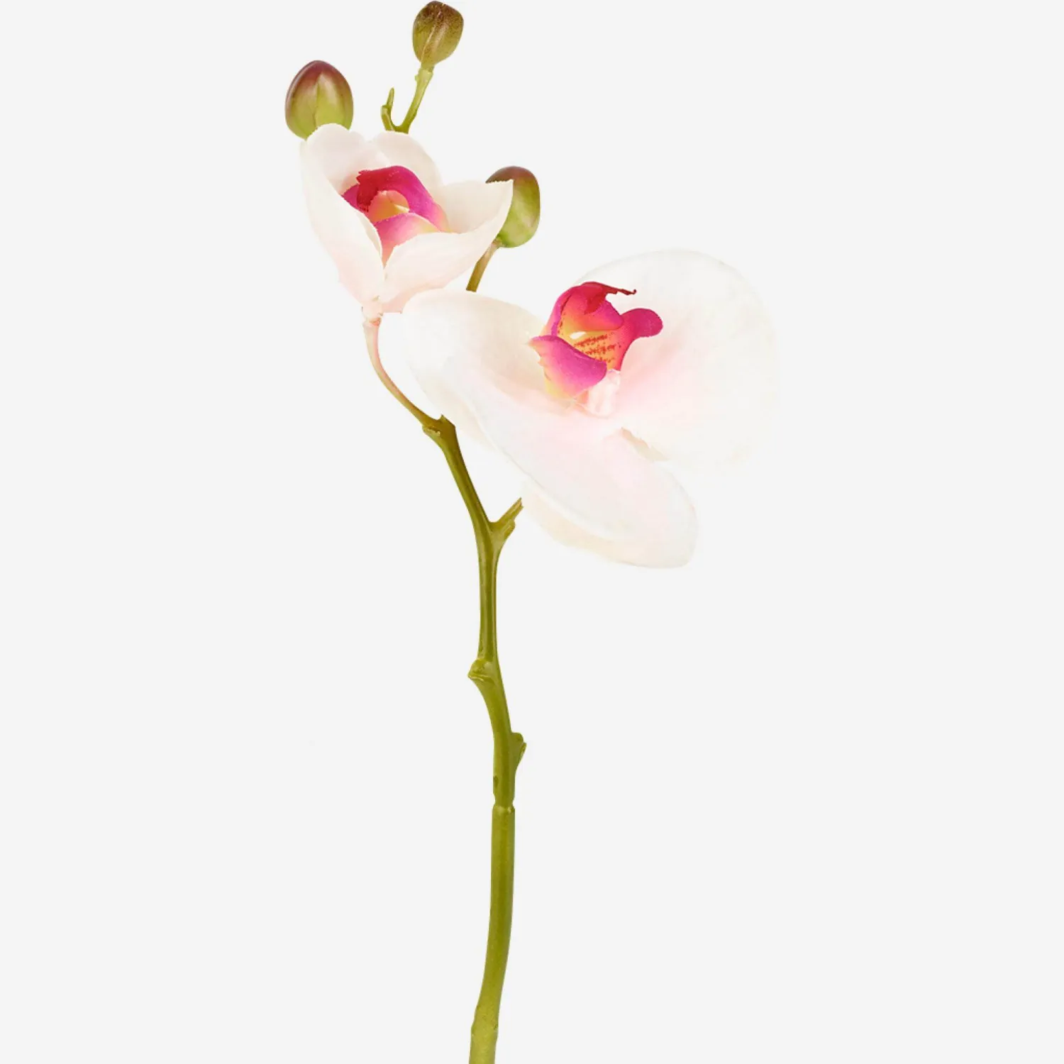 Phalaenopsis-Orchidee mit 2 Stielen und 3 Knospen