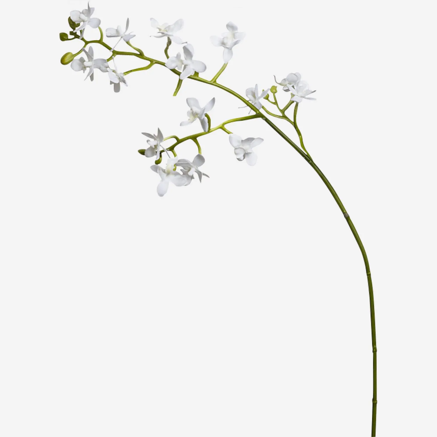 Petite orchidée phalaenopsis
