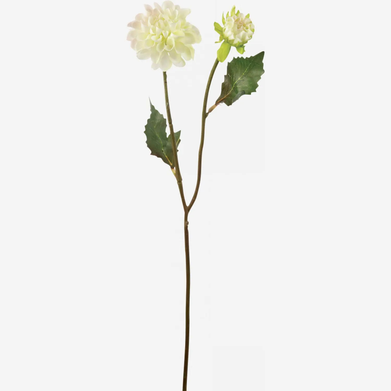 Dahlia Andrea mit Stängel - Weiß
