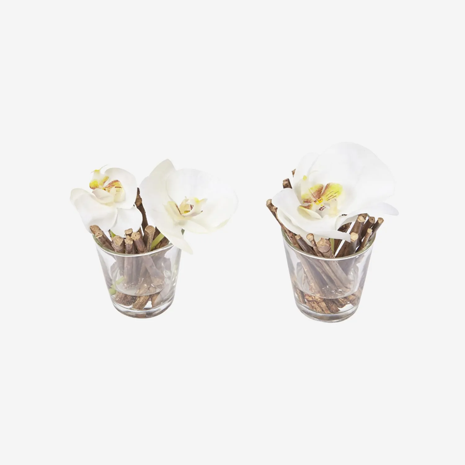 2 Phalaenopsis-Orchideen mit Wasserillusion - Weiß