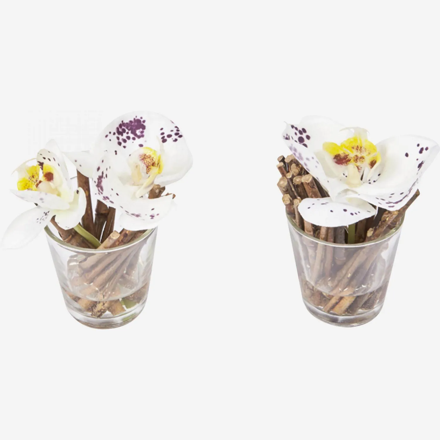 2 Phalaenopsis-Orchideen mit Wasserillusion - Violett