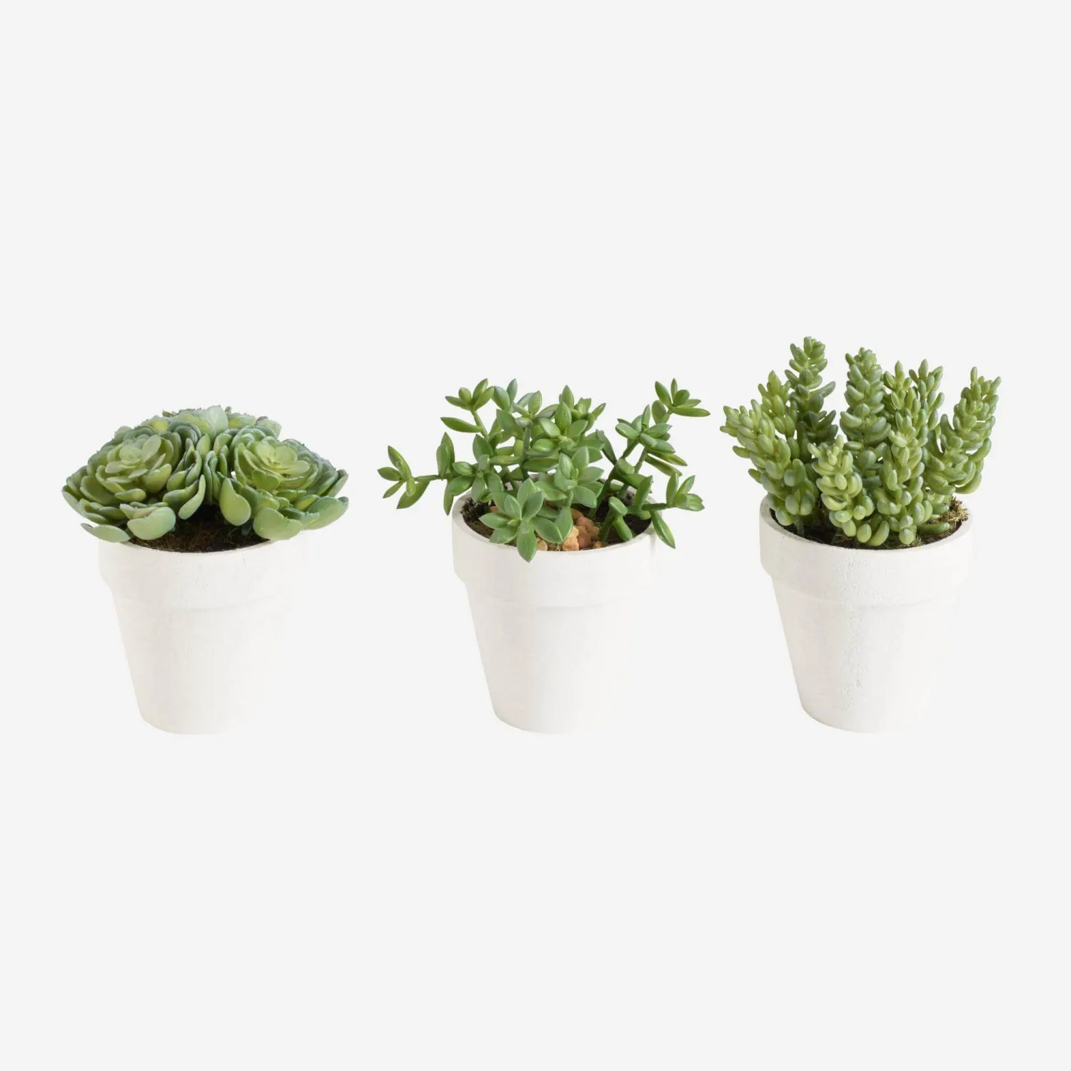 Succulentes en pot (assortiment de 3 modèles)