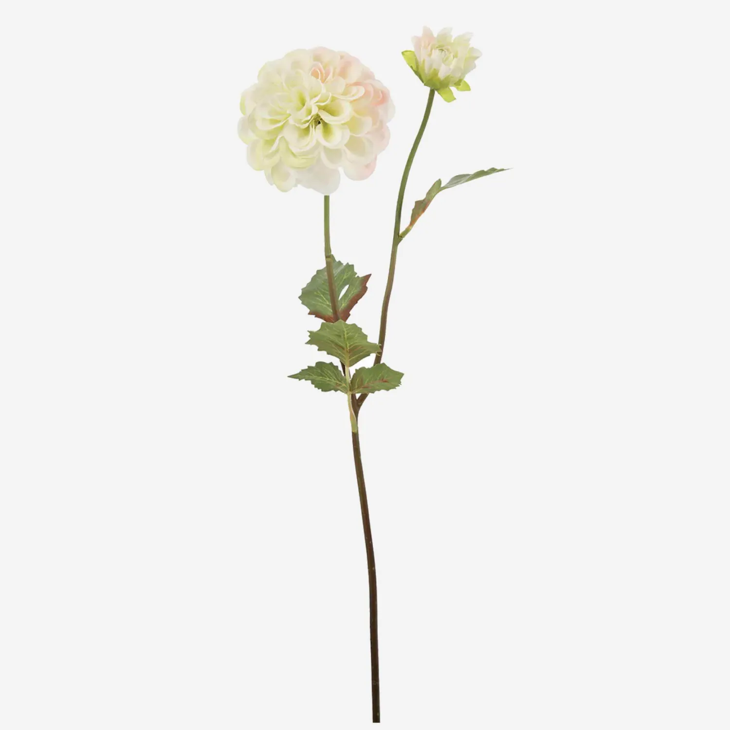 Tige de dahlia blanc - 50 cm