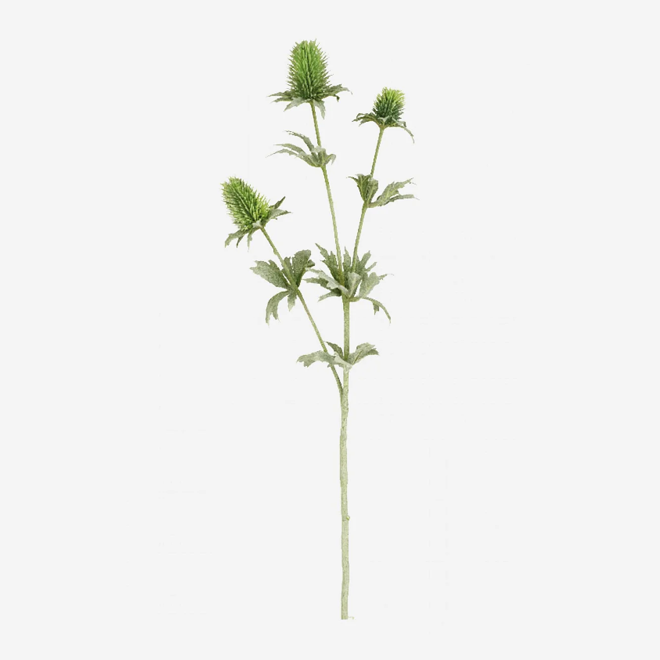 Tallo de cardo verde - 78 cm - 1