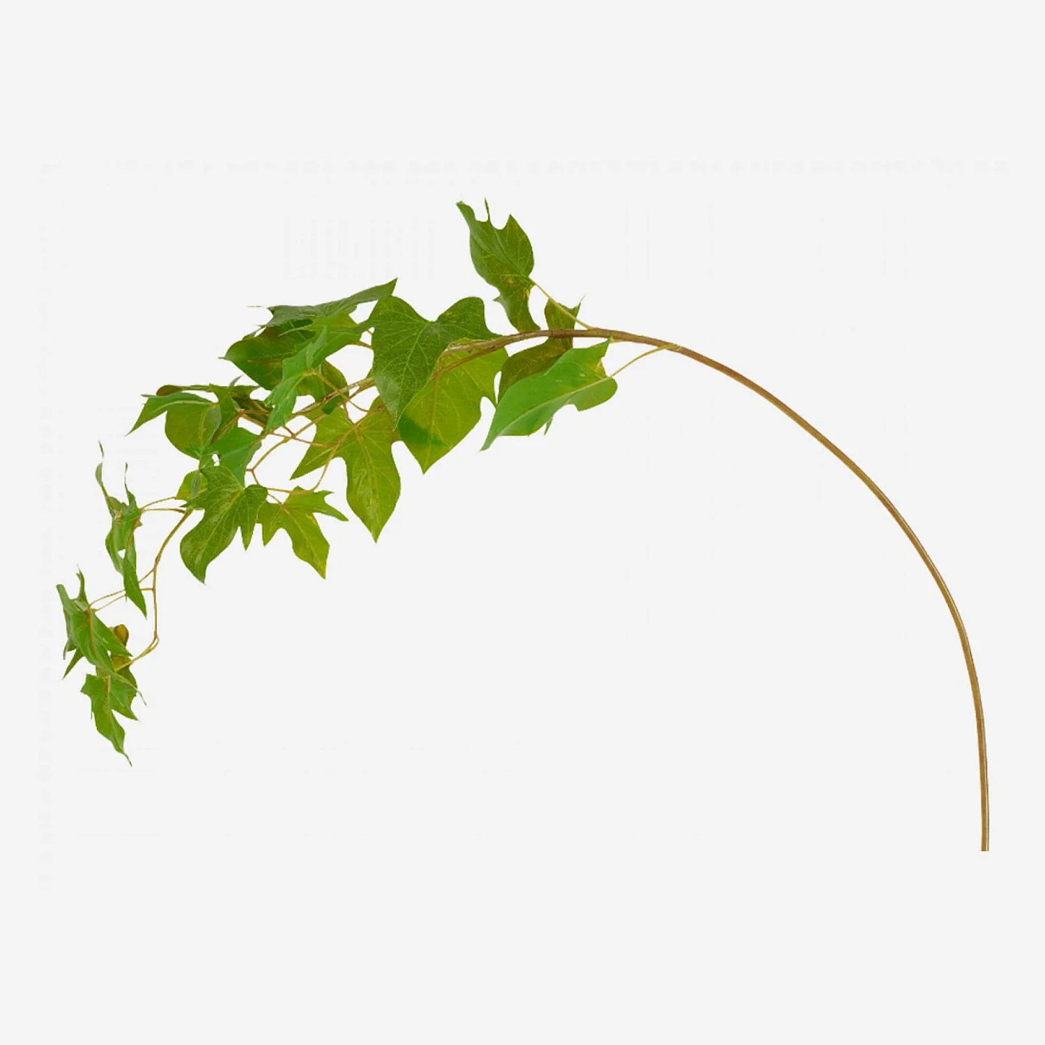 Tallo de laurel - 1