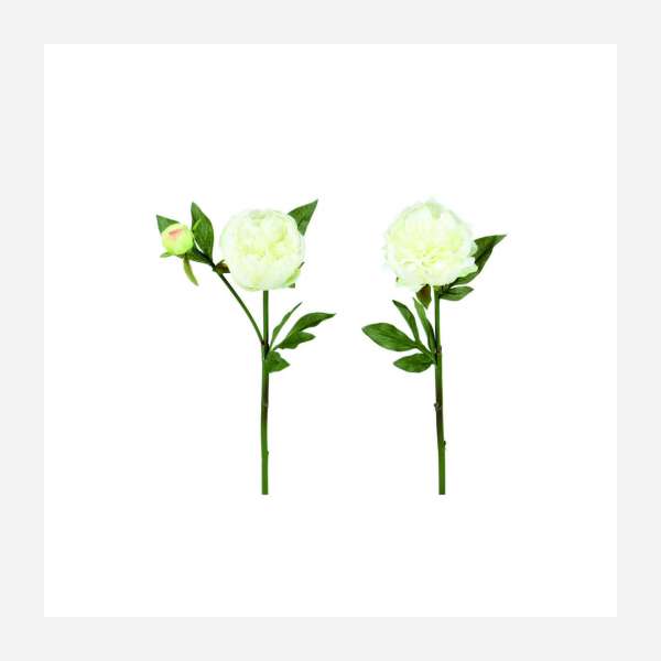 Weiße Pfingstrosen, H50, Zusammenstellung von 2 Blumen 