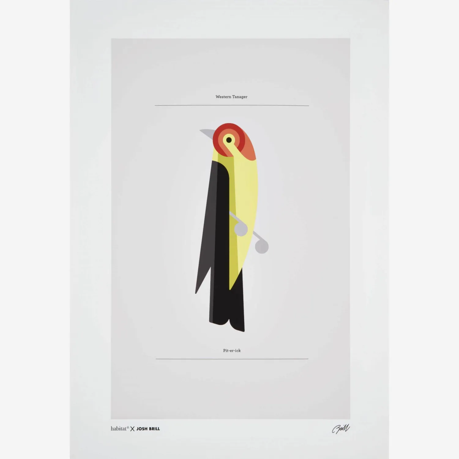 Affiche Josh Brill - western tanager 50x70cm