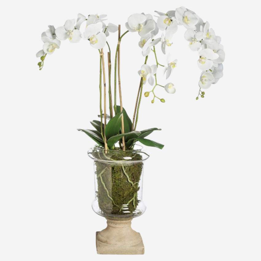 Pot de 4 orchidées Marylin