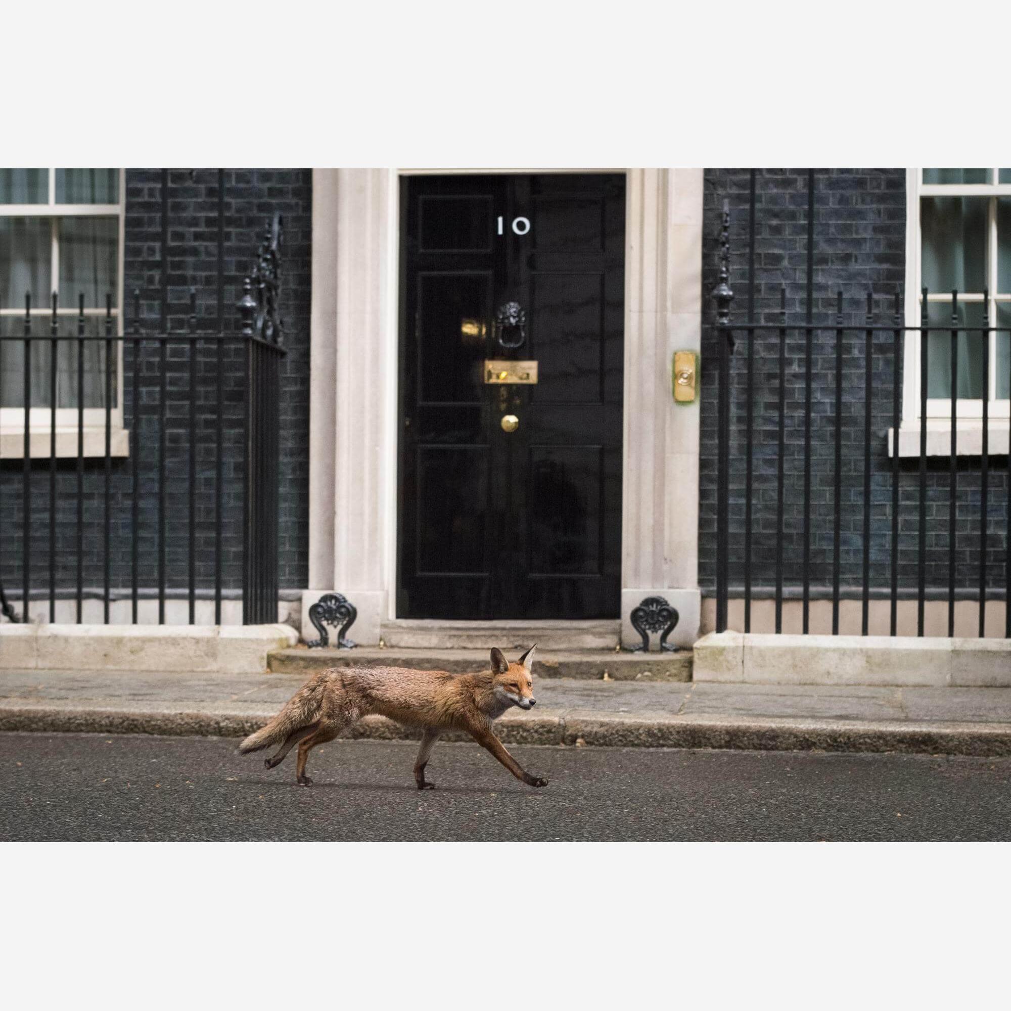 DOWNING STREET photo print 40X50