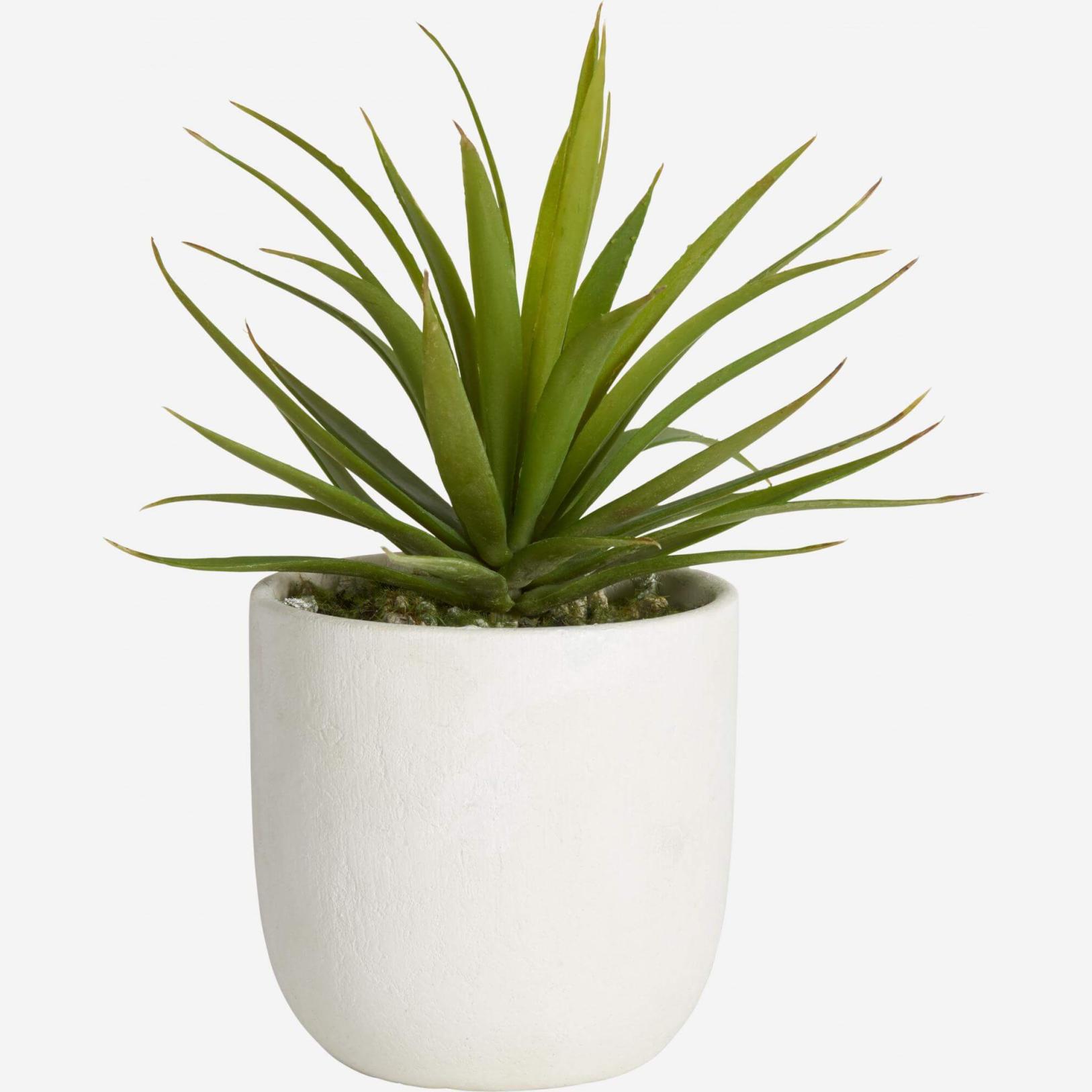 VERT/AGAVE POT BLANC 