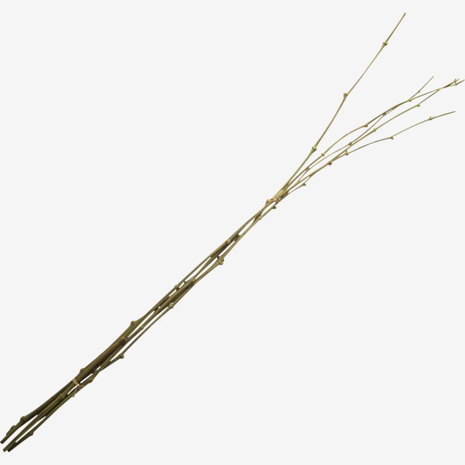 Bambou en fagot 95cm vert pâle