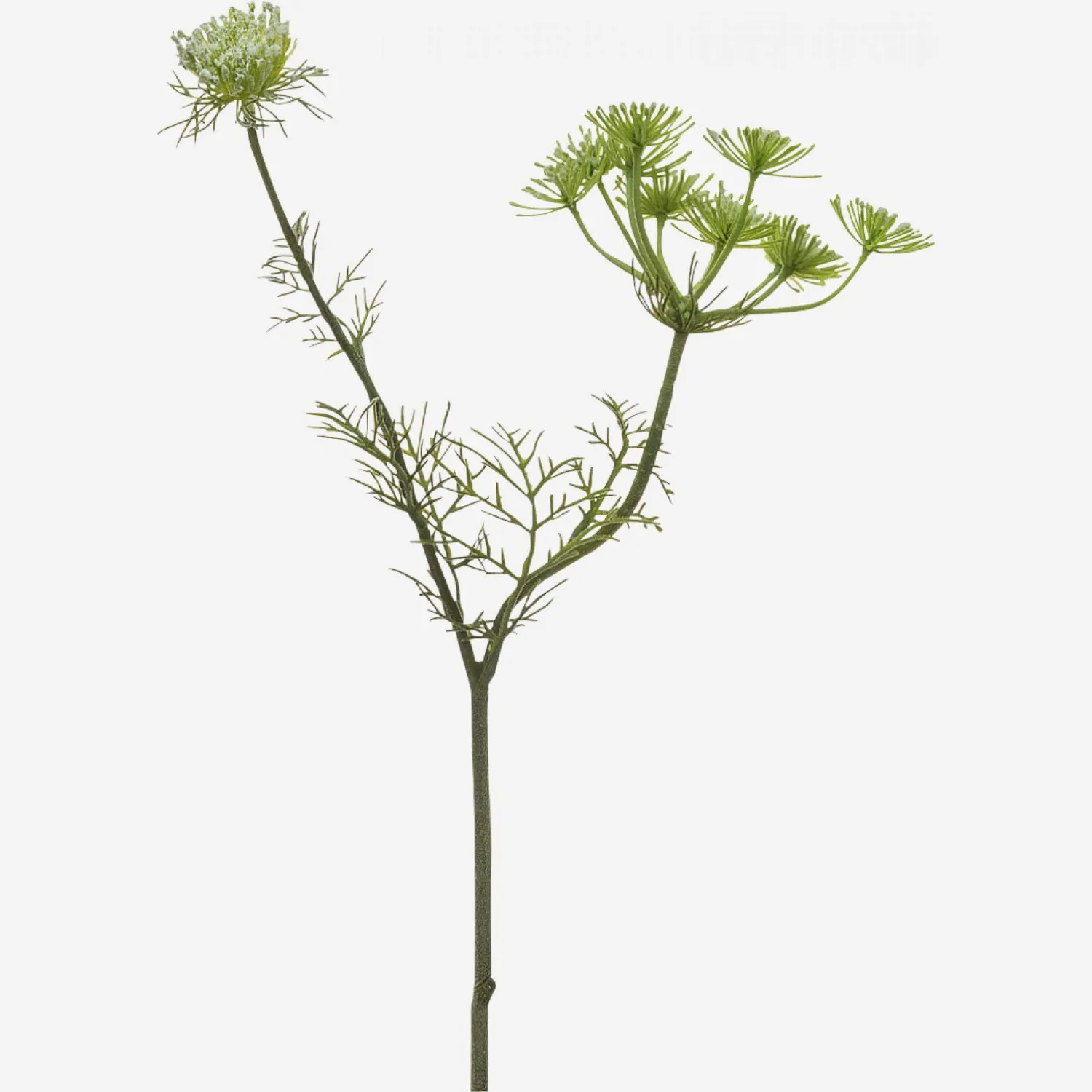 Tige de carotte sauvage - 83 cm
