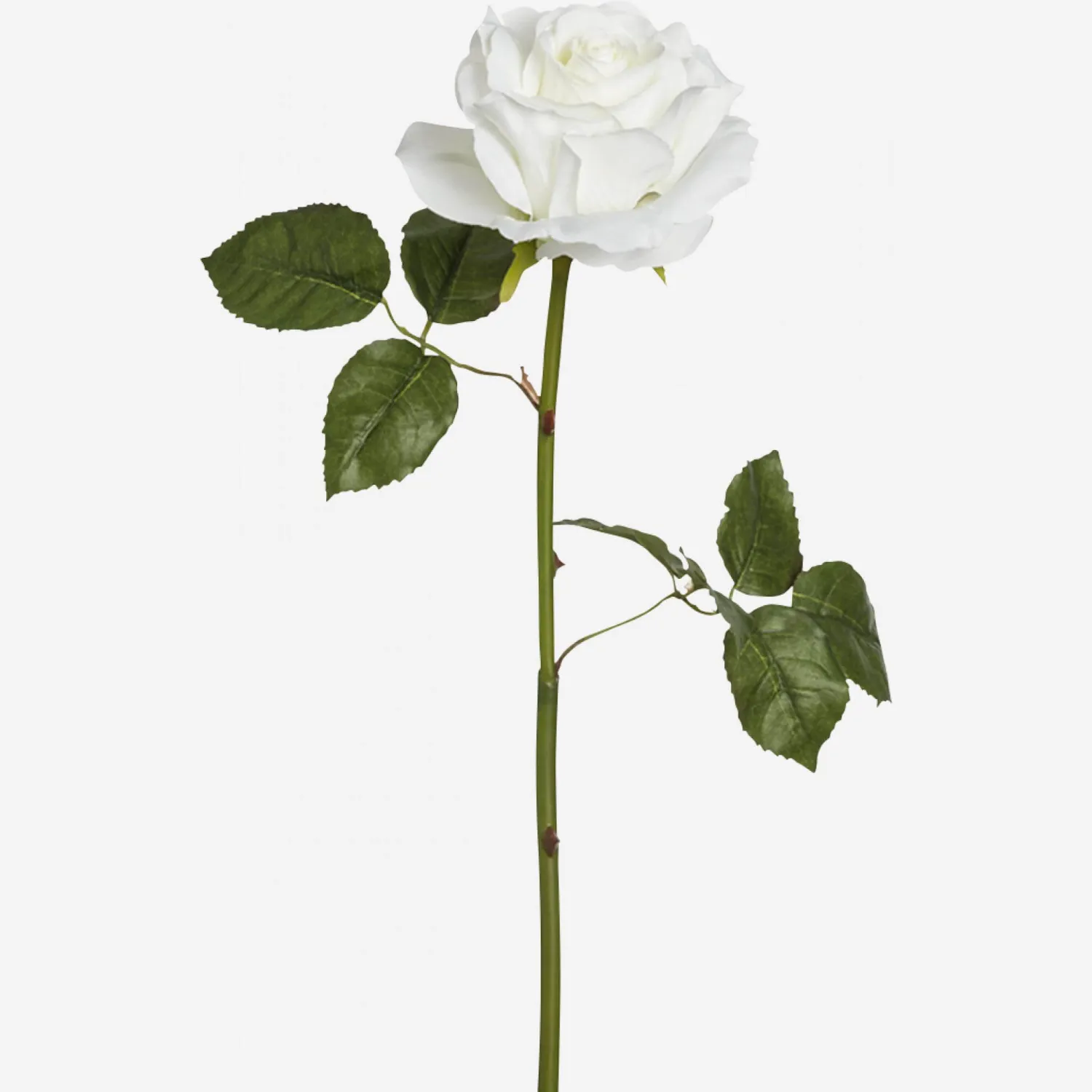 Tige de rose Sarah - Blanc