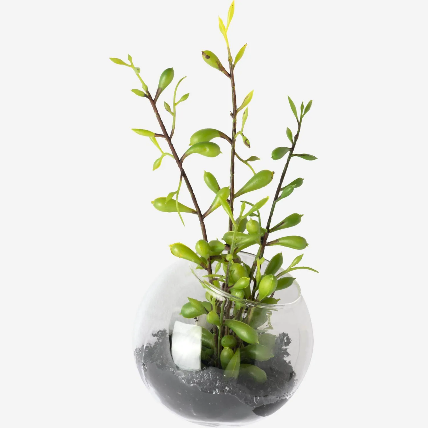Vetplant in glazen hangpotje
