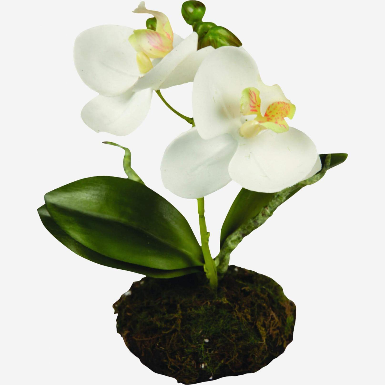 Kunstpflanze Orchidee Phalaenopsis in Erdballen, 13 cm, weiß