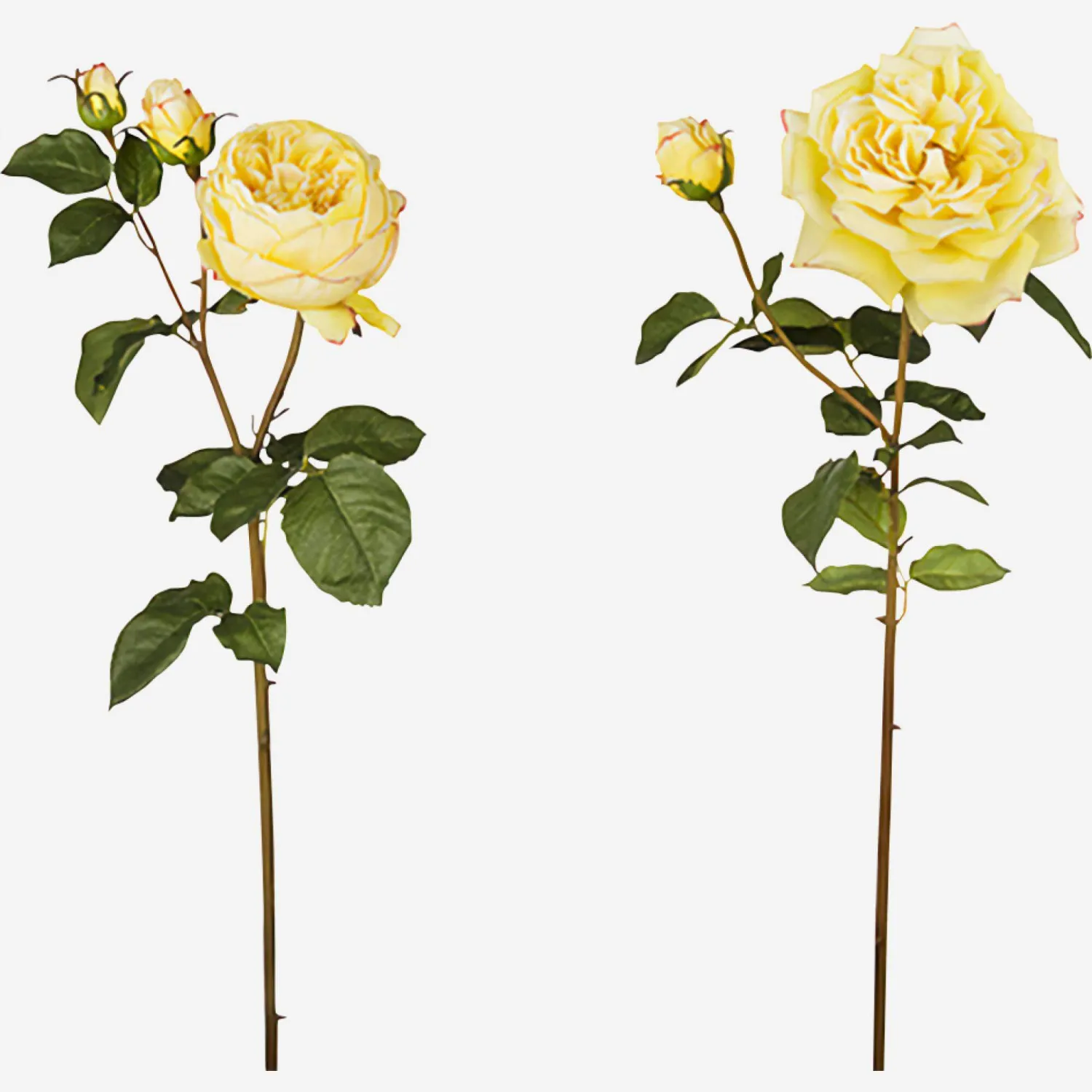 Tige de rose David