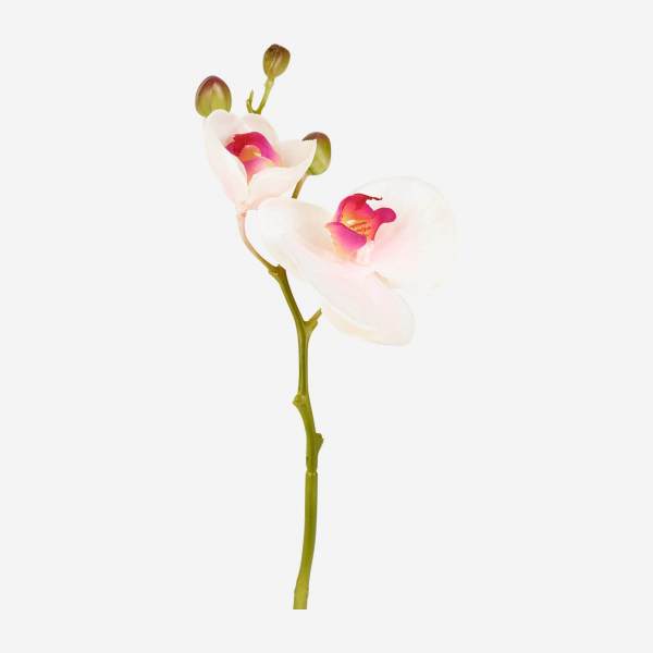 Orquídea phalaenopsis con 2 tallos y 3 yemas