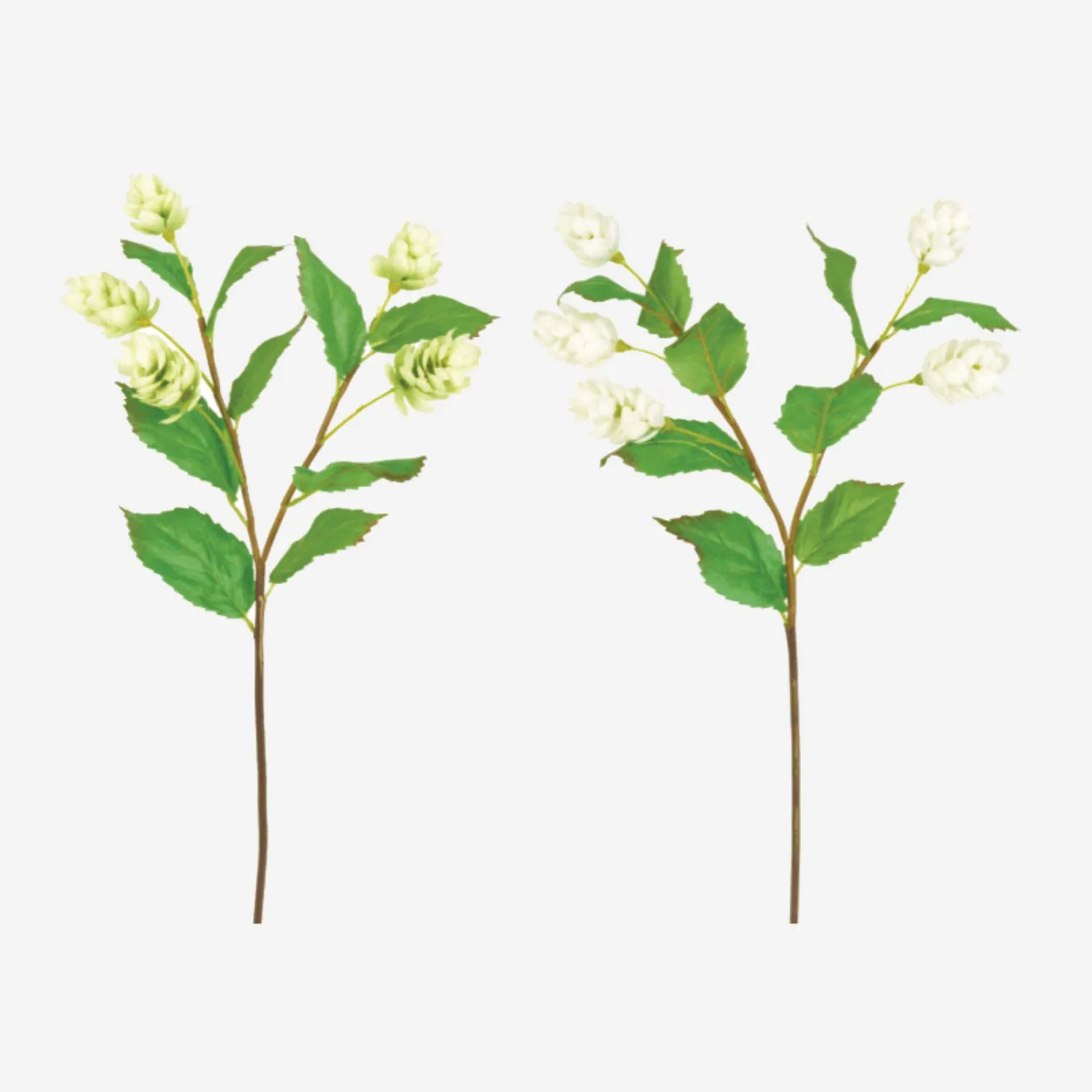Tige de fleurs de houblon - 1
