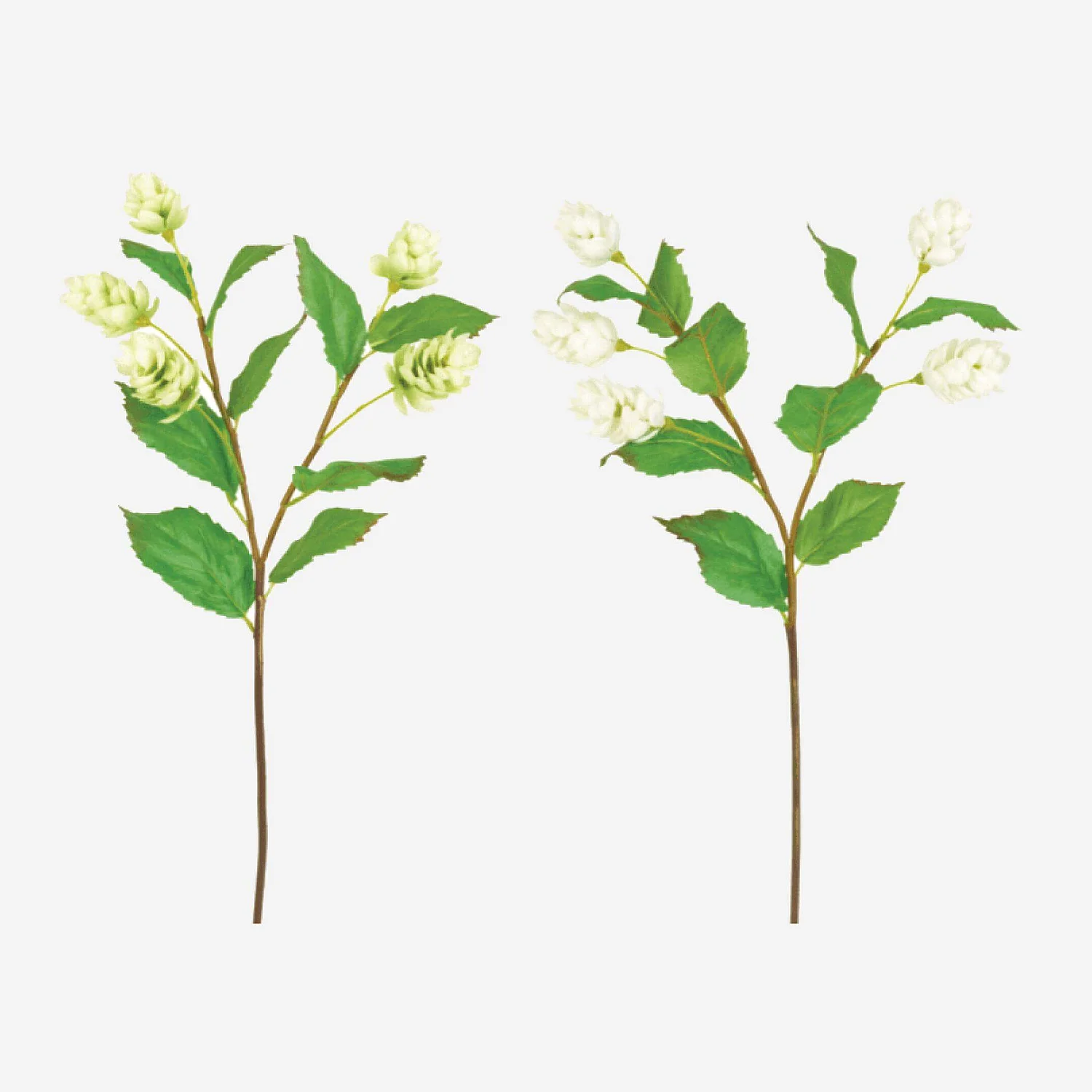 Tige de fleurs de houblon - 1