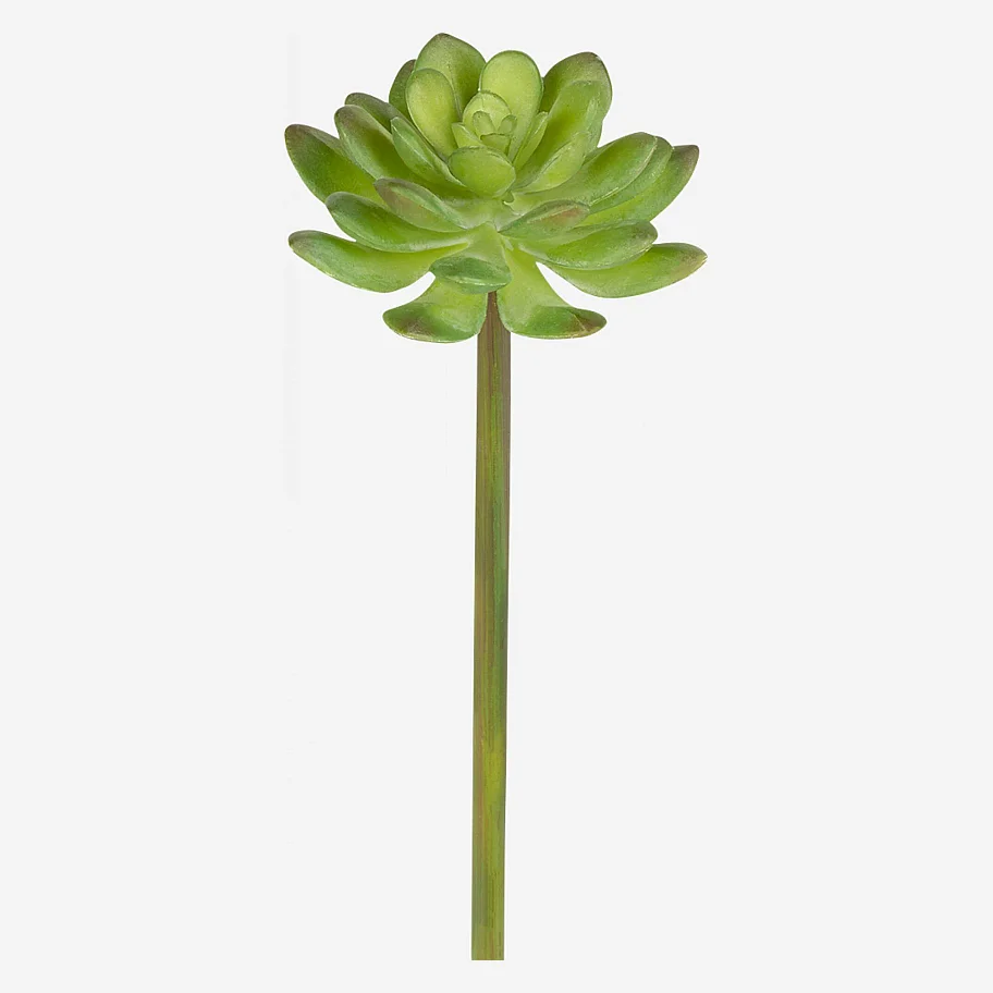 Tige de succulente echeveria - 1