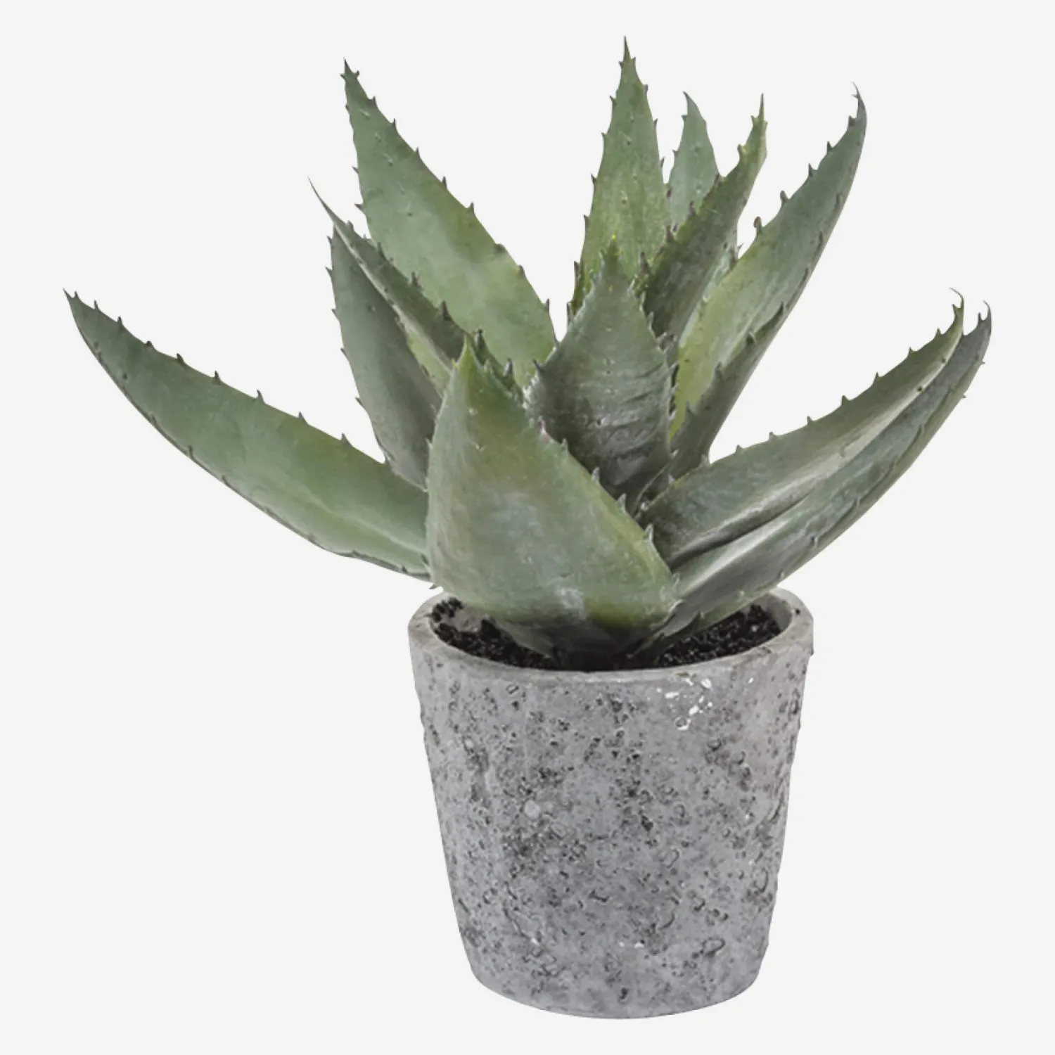 Aloe vera en pot - 1