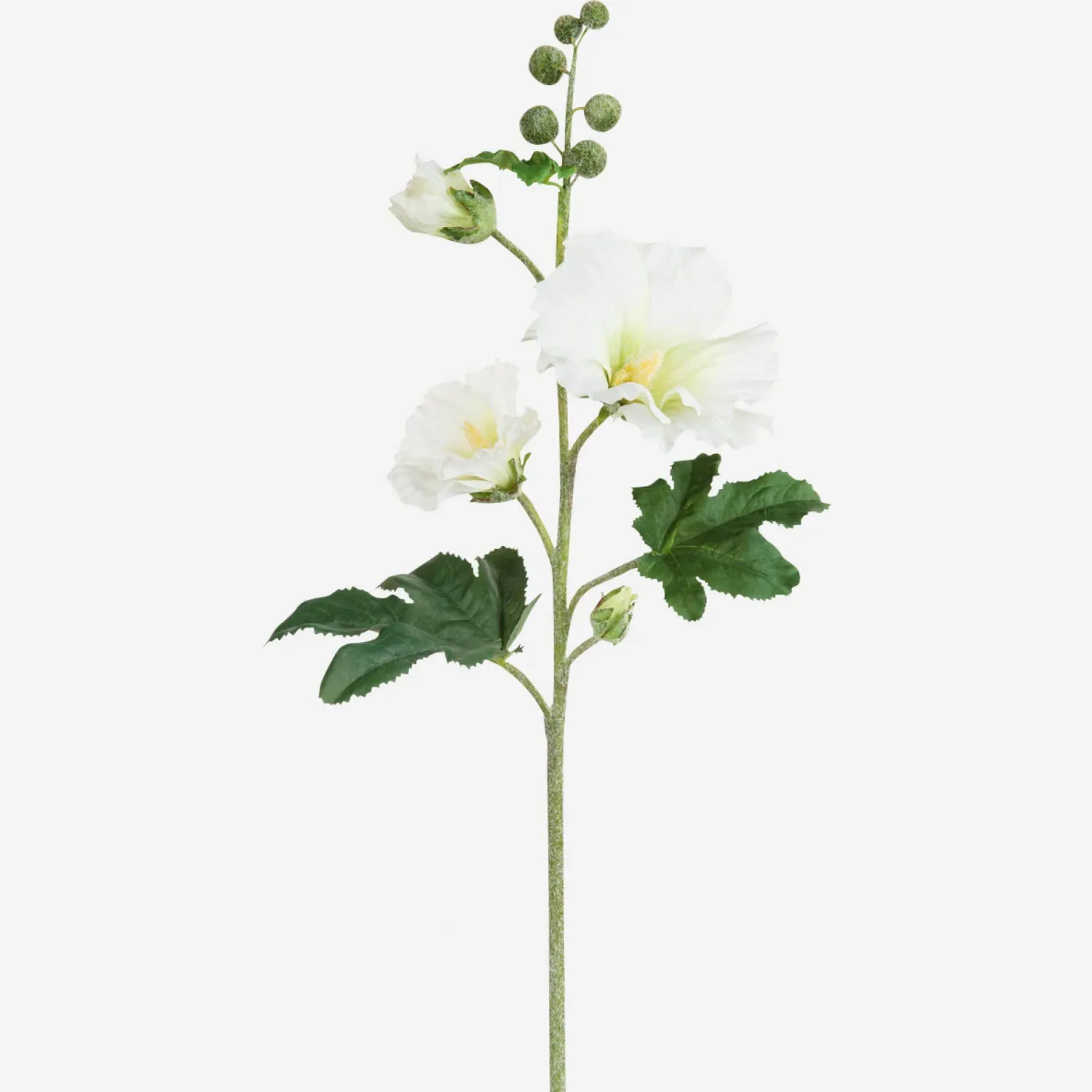 Tige de primerose