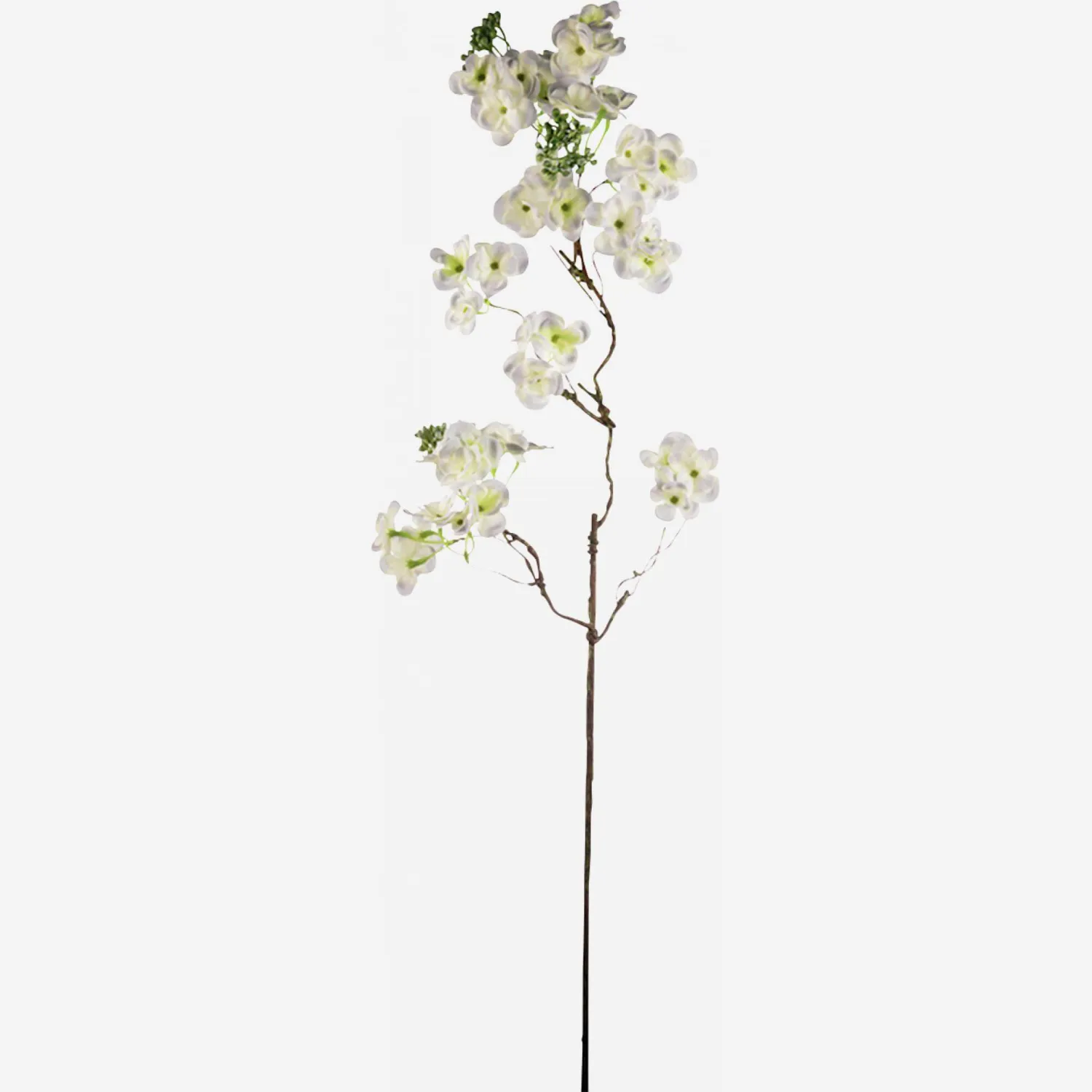 Tige d'hortensia grimpant avec baies